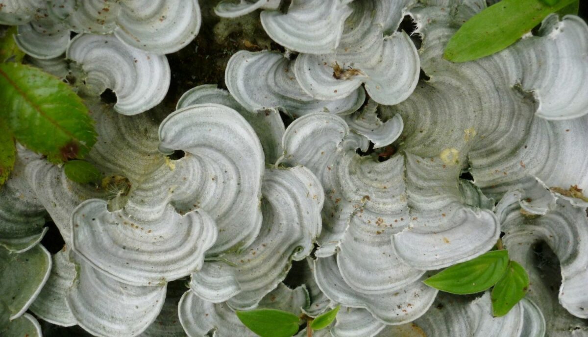 Gljive bi mogele postati glavno oružje protiv plastike