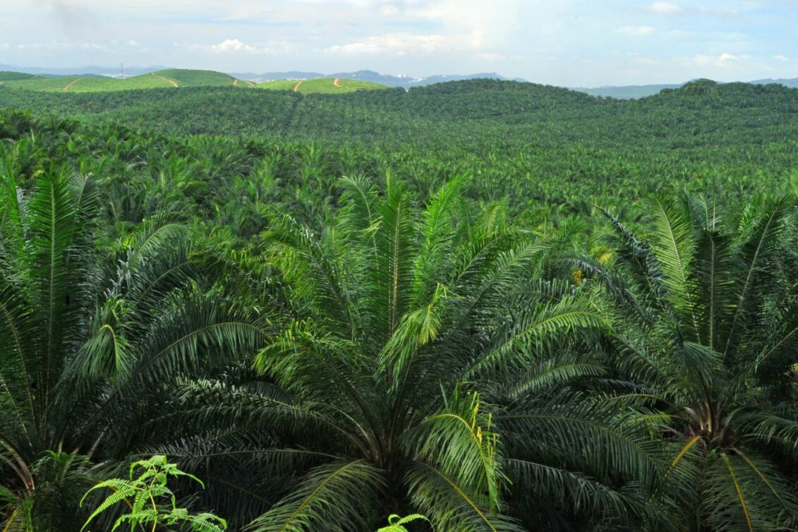 Talijanska naftna kompanija Eni na meti kritika zbog destilata palminog ulja u biogorivima