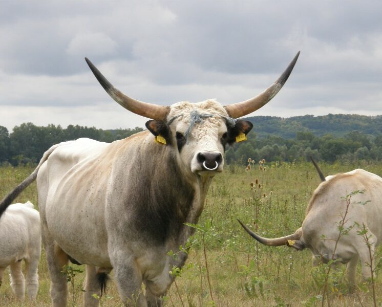 Kako ugroženo slavonsko govedo pašava klimu u Hrvatskoj?