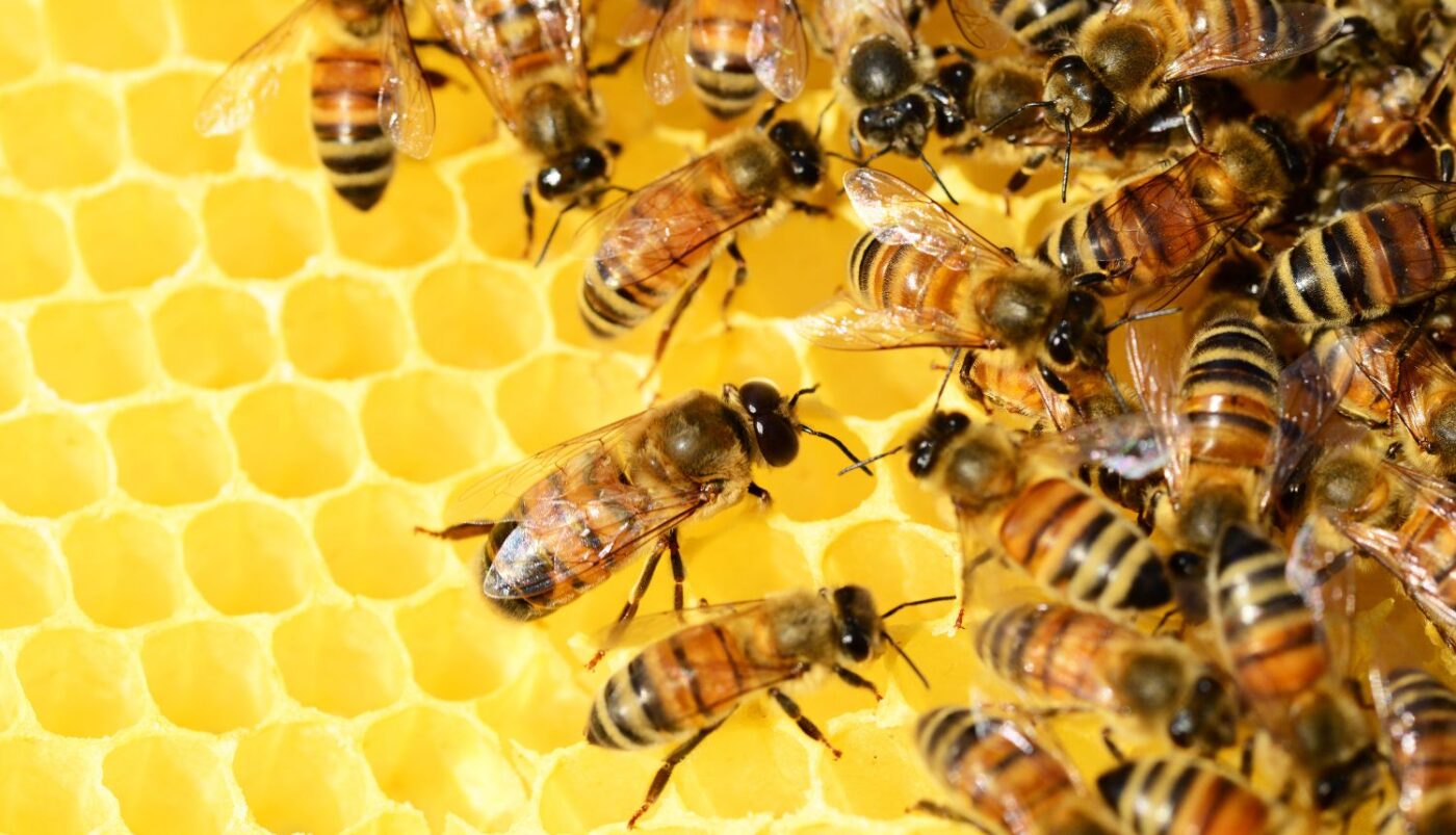 Pčelarima prijete klimatske promjene, pesticidi i uvoz patvorina…