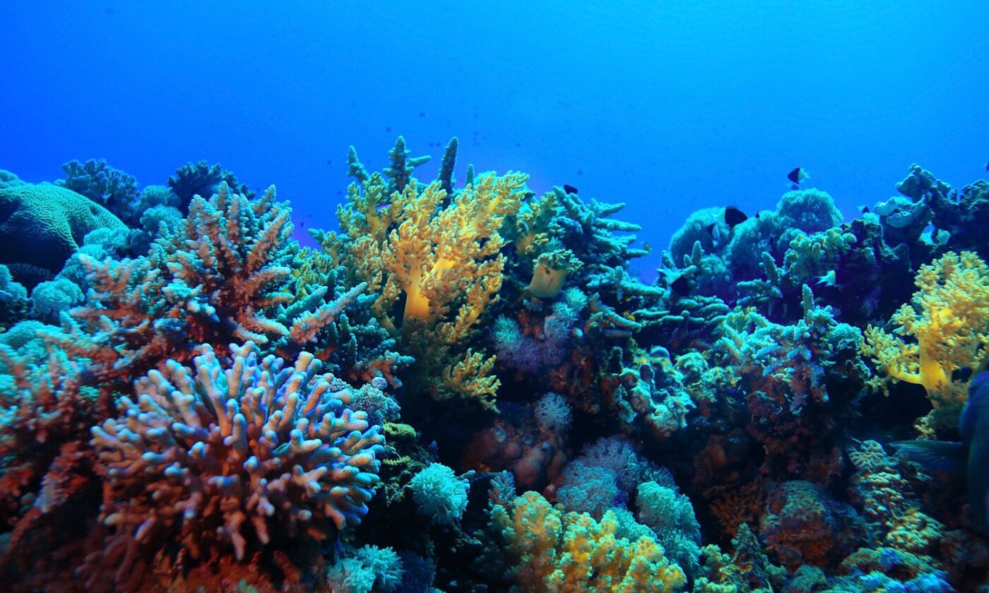 Na zemlji ima više koraljnih grebena nego što se mislilo
