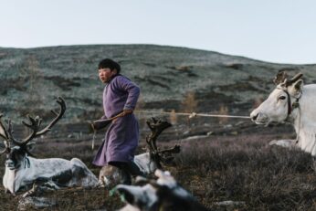 Zbog jako hladne zime u Mongoliji uginulo dva milijuna životinja