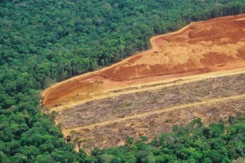 Čak 500 najvećih tvrtki i dalje ne odgovara za deforestaciju