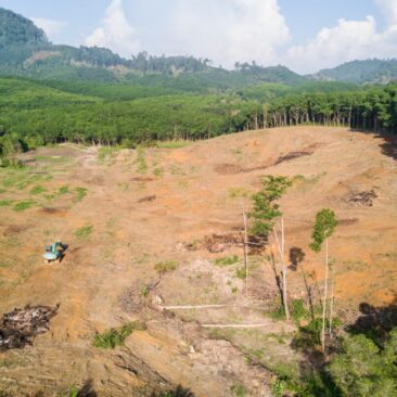 Globalni gubitak šuma nastavlja se brzinom od '10 nogometnih igrališta u minuti'