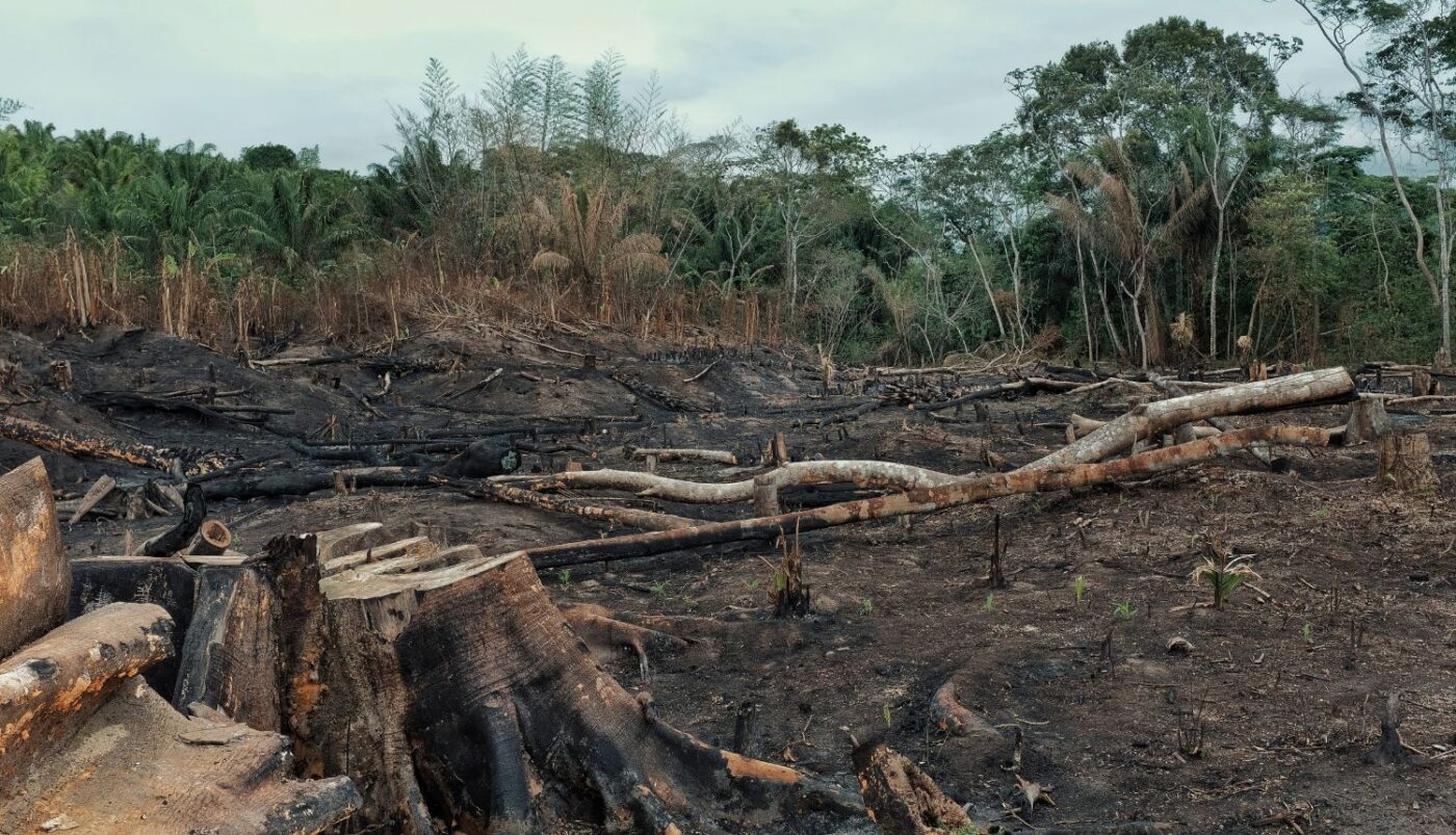 Globalni gubitak šuma nastavlja se brzinom od '10 nogometnih igrališta u minuti'