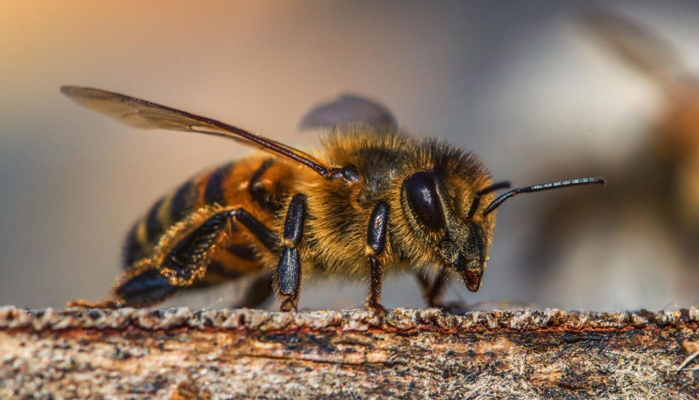 Danas je Svjetski dan pčela - bića bez kojih nema ni života