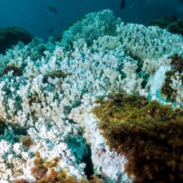 Alarmantno: U posljednjih godinu dana izbijeljeno je 60,5 posto svjetskih koraljnih grebena
