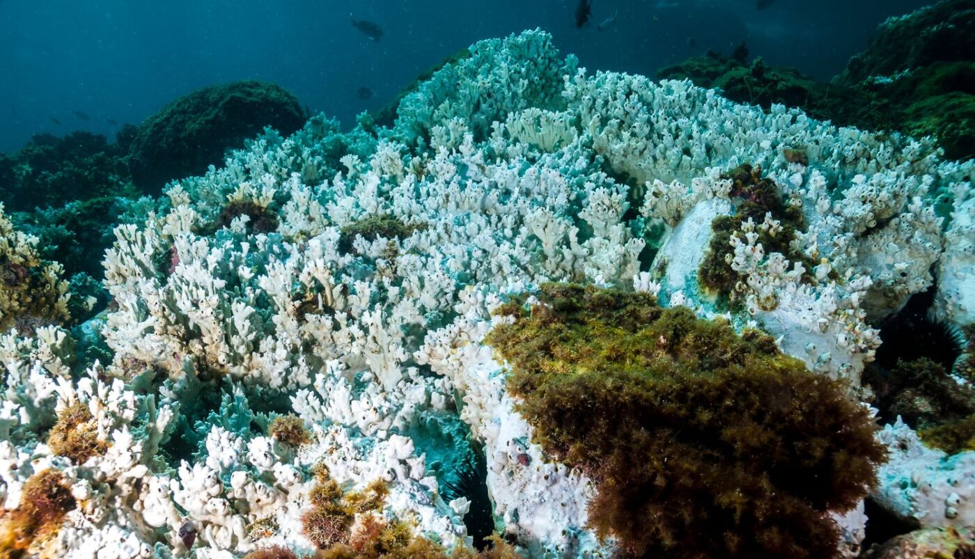 Alarmantno: U posljednjih godinu dana izbijeljeno je 60,5 posto svjetskih koraljnih grebena