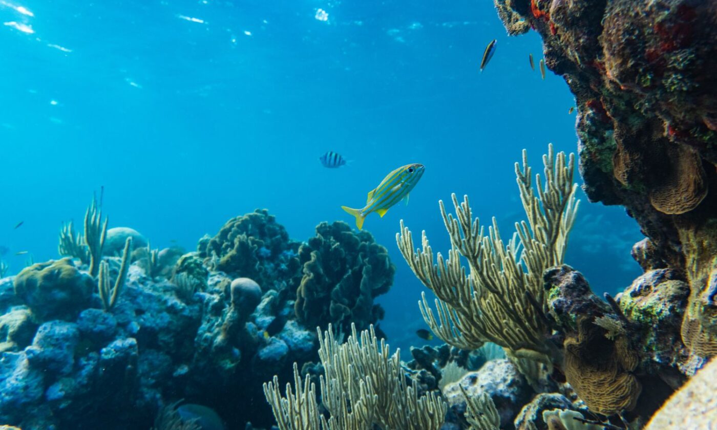 Može li lužina spasiti oceane i planet?