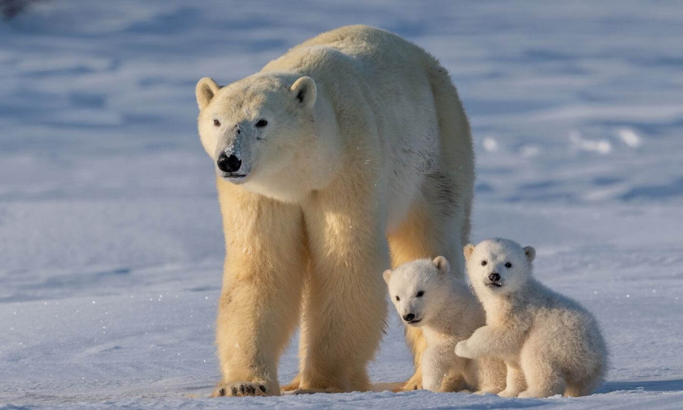 Opasna pojava: Polarne medvjede klimatska kriza tjera među ljude i dolazi do tragedija