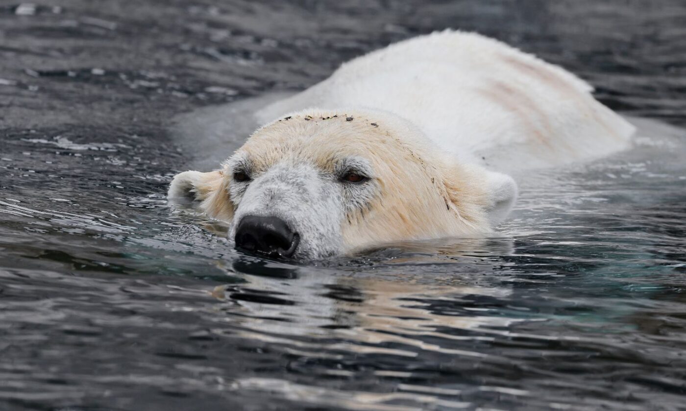 Opasna pojava: Polarne medvjede klimatska kriza tjera među ljude i dolazi do tragedija